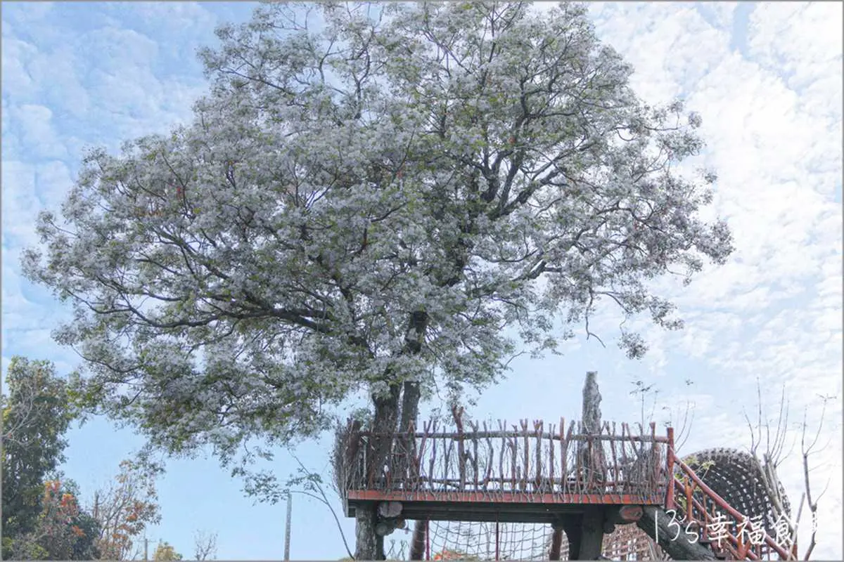 苦楝花大爆發！隱藏版「雪花鳥巢」錯過等明年，祕境樹屋最美角度曝光