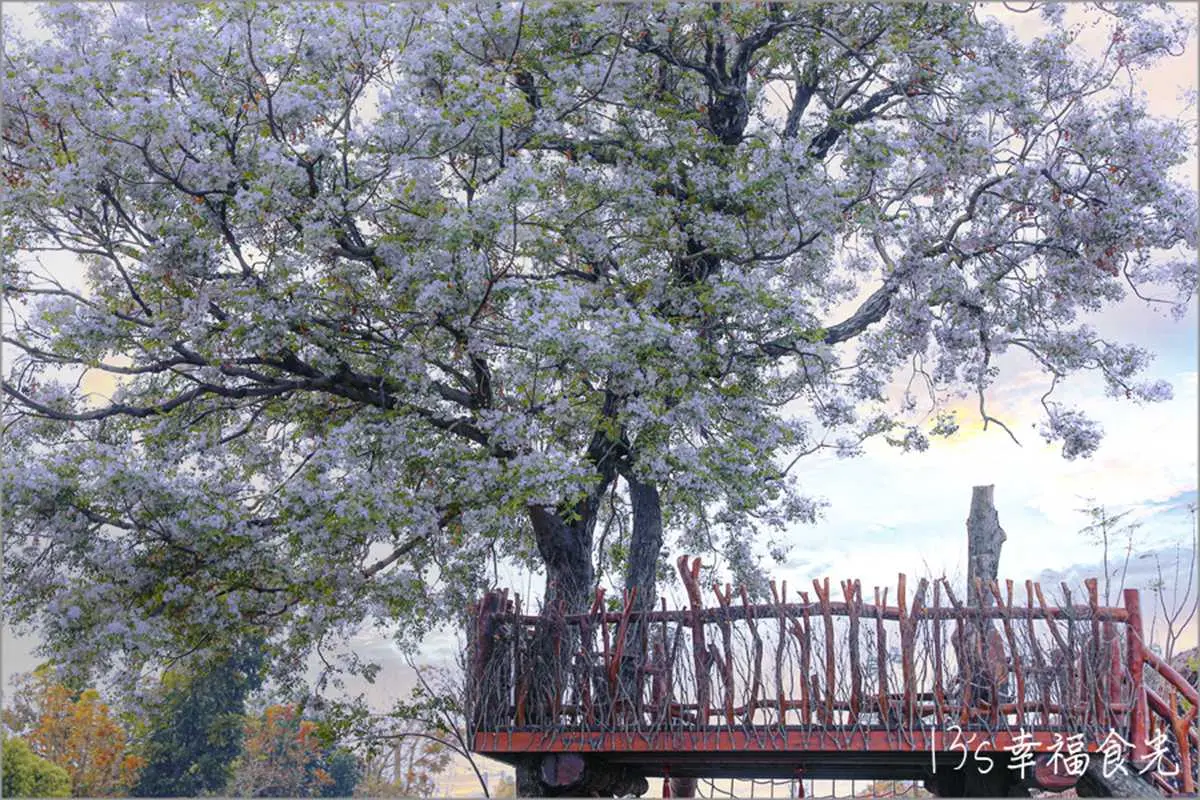 苦楝花大爆發！隱藏版「雪花鳥巢」錯過等明年，祕境樹屋最美角度曝光