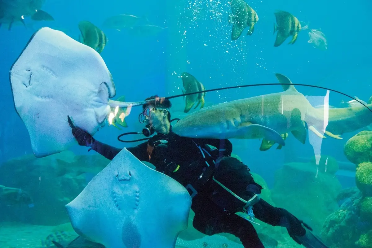 2022澎湖花火節!夜貓族必玩3大體驗:無人島露營、夜宿水族館、最美營車祕境 2022澎湖花火節!夜貓族必玩3大體驗:無人島露營、夜宿水族館、最美營車祕境