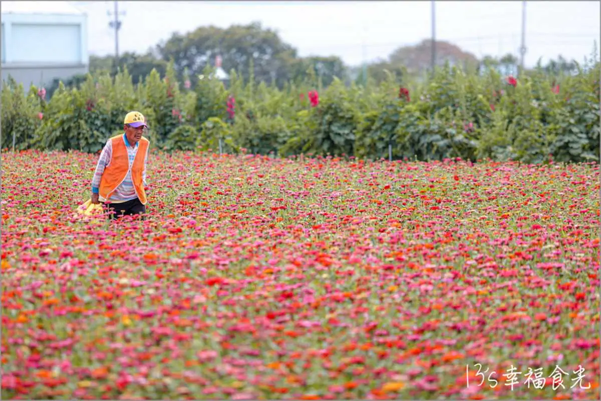 一次賞３色花田！「2022蜀葵花季」綻放比人高，絕美鼠尾草、百日草美翻