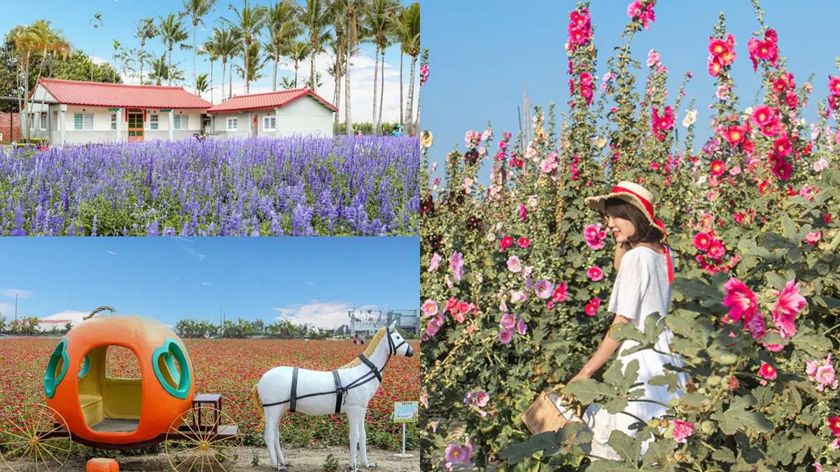 一次賞3色花田!「2022蜀葵花季」綻放比人高,絕美鼠尾草、百日草美翻