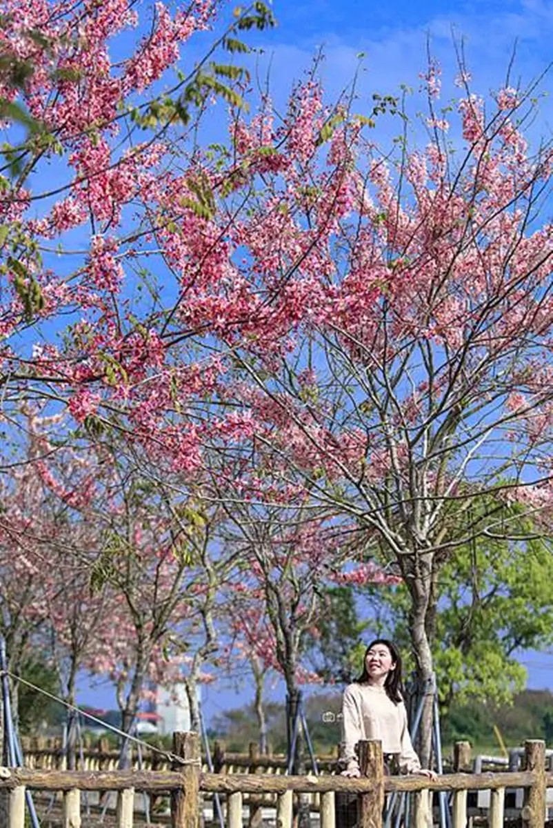 打卡池畔粉色花海!搶拍台南絕美「花旗木」,再免費玩40米滾輪溜滑梯 打卡池畔粉色花海!搶拍台南絕美「花旗木」,再免費玩40米滾輪溜滑梯