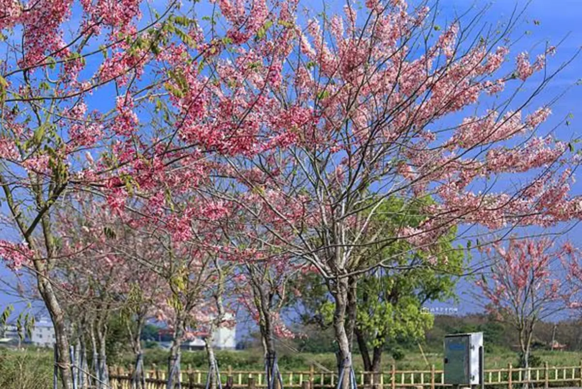 打卡池畔粉色花海!搶拍台南絕美「花旗木」,再免費玩40米滾輪溜滑梯 打卡池畔粉色花海!搶拍台南絕美「花旗木」,再免費玩40米滾輪溜滑梯
