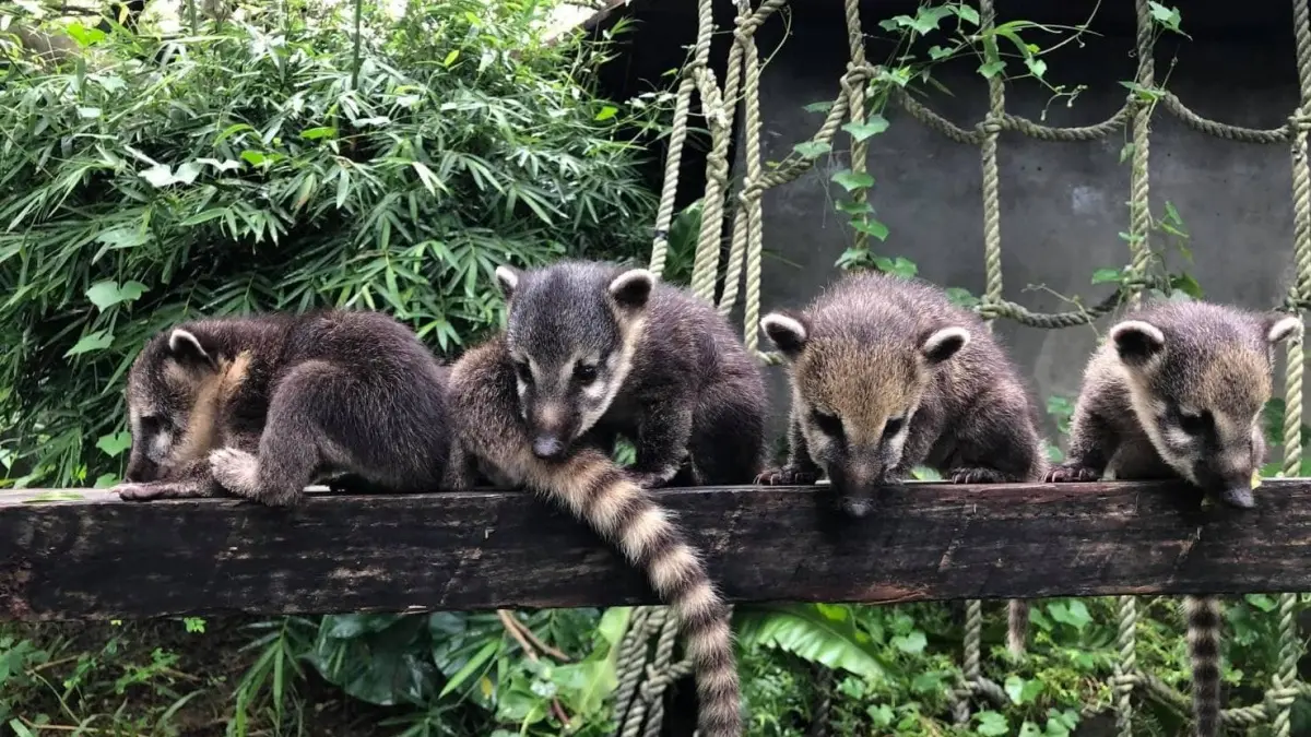 高雄人收口袋名單！「壽山動物園」打造空中長廊＋親水廣場，預計這時完工開園