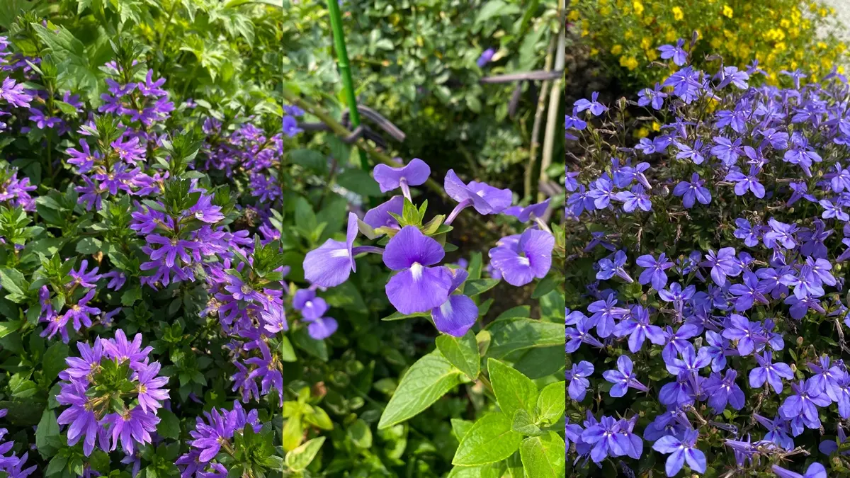 紫爆了！歐式宮廷風「紫雲鼠尾草、藍鯨花」盛放，還可拍到飛機起降