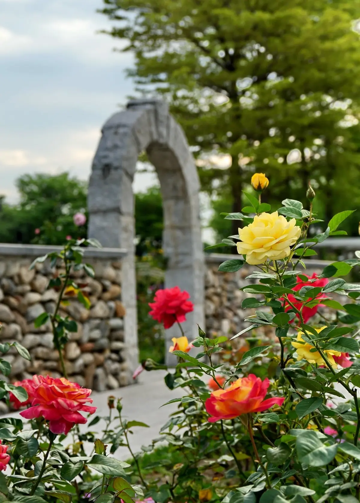 紫爆了！歐式宮廷風「紫雲鼠尾草、藍鯨花」盛放，還可拍到飛機起降