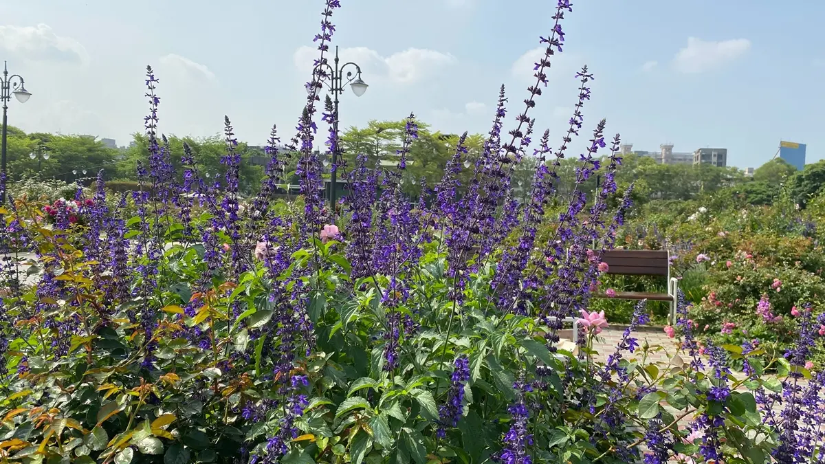 紫爆了！歐式宮廷風「紫雲鼠尾草、藍鯨花」盛放，還可拍到飛機起降
