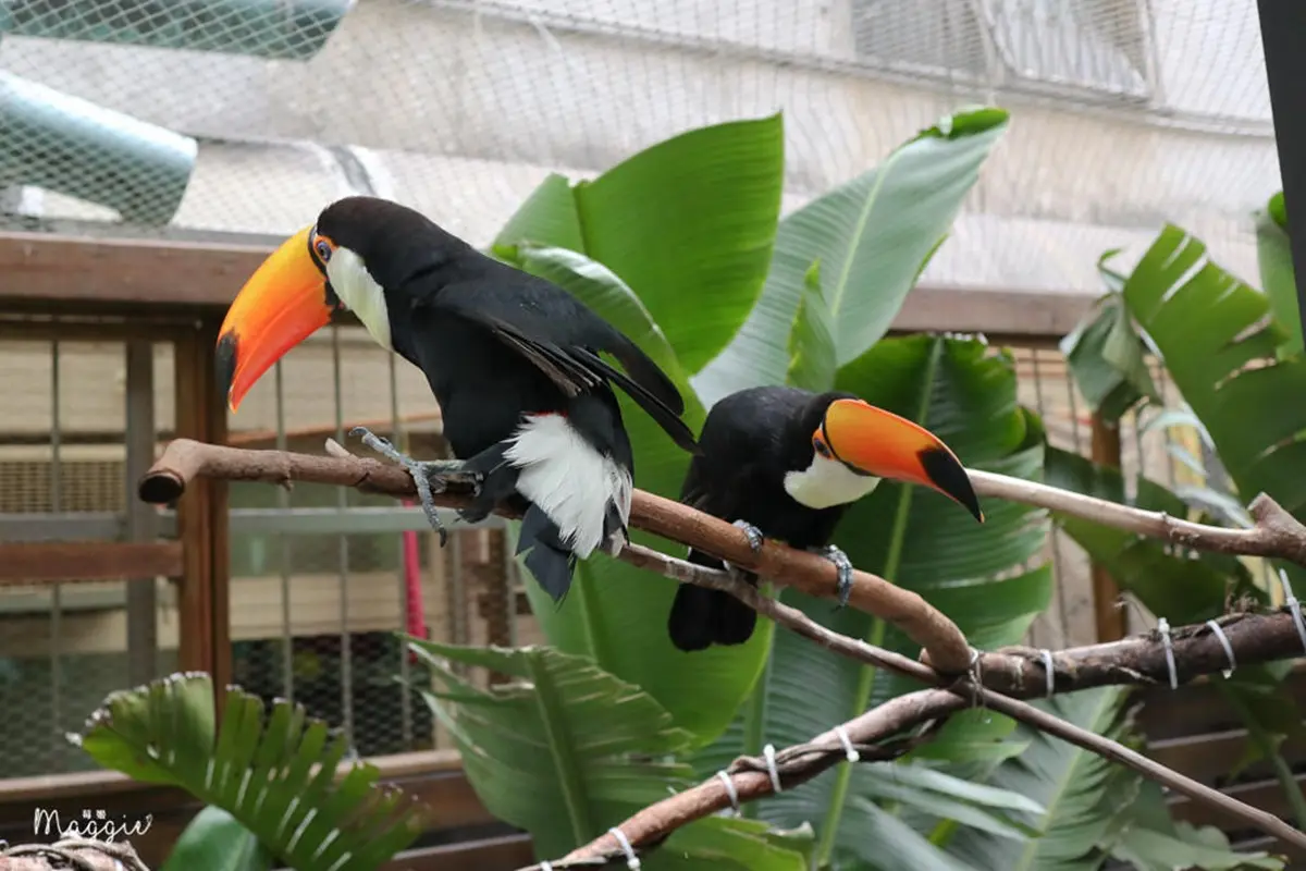 不只貓貓狗狗!北中5家超萌「動物餐廳」:罕見大嘴鳥、狐獴、草泥馬統統有 不只貓貓狗狗!北中5家超萌「動物餐廳」:罕見大嘴鳥、狐獴、草泥馬統統有