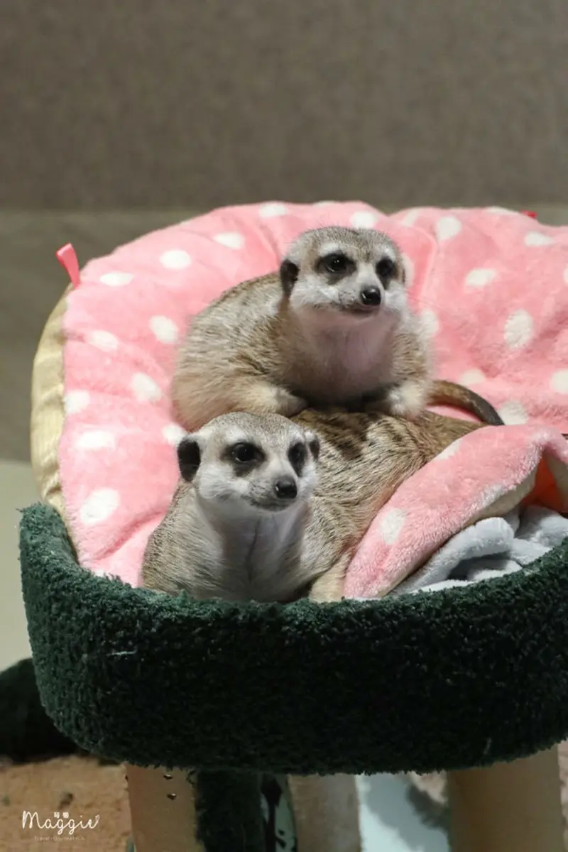 不只貓貓狗狗!北中5家超萌「動物餐廳」:罕見大嘴鳥、狐獴、草泥馬統統有 不只貓貓狗狗!北中5家超萌「動物餐廳」:罕見大嘴鳥、狐獴、草泥馬統統有