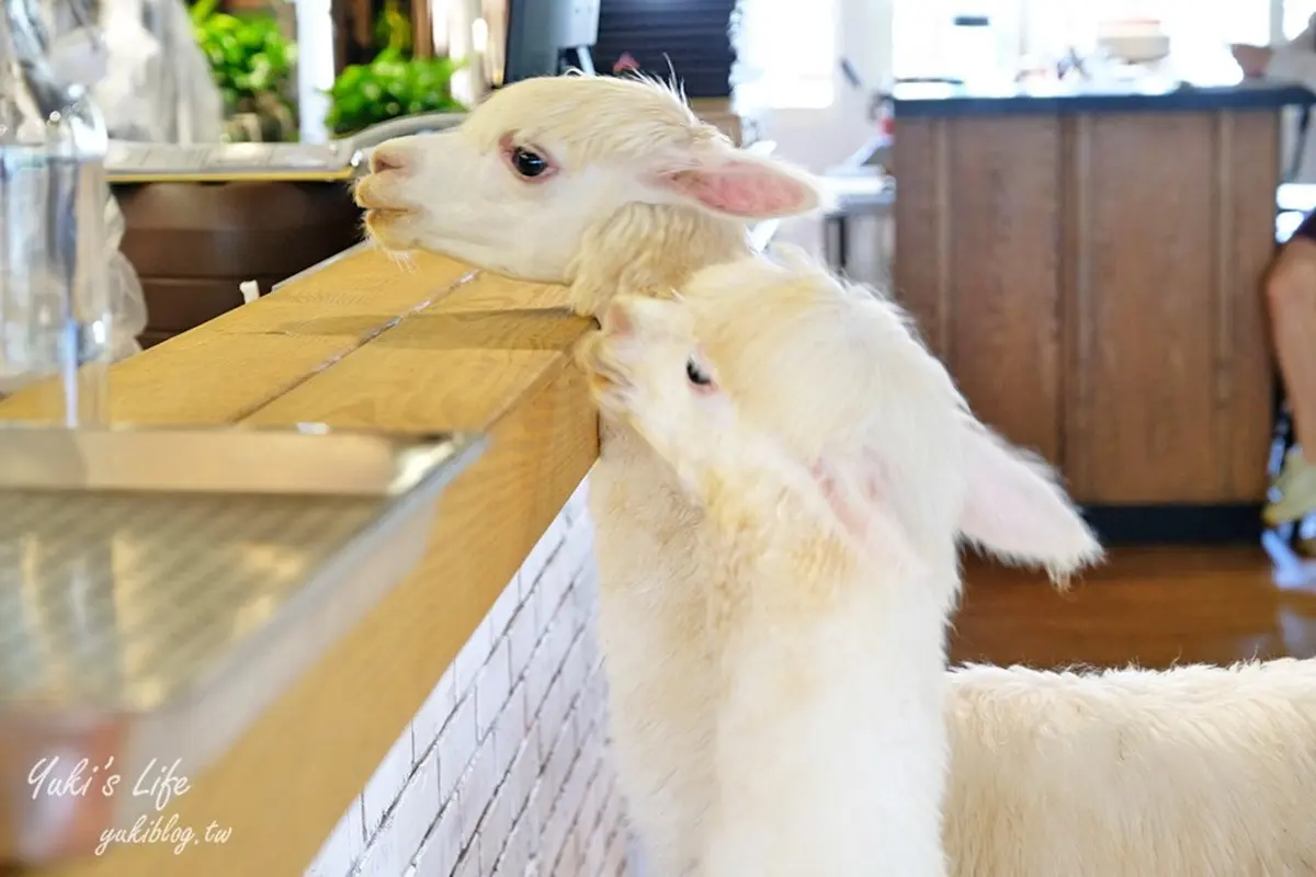 不只貓貓狗狗!北中5家超萌「動物餐廳」:罕見大嘴鳥、狐獴、草泥馬統統有 不只貓貓狗狗!北中5家超萌「動物餐廳」:罕見大嘴鳥、狐獴、草泥馬統統有