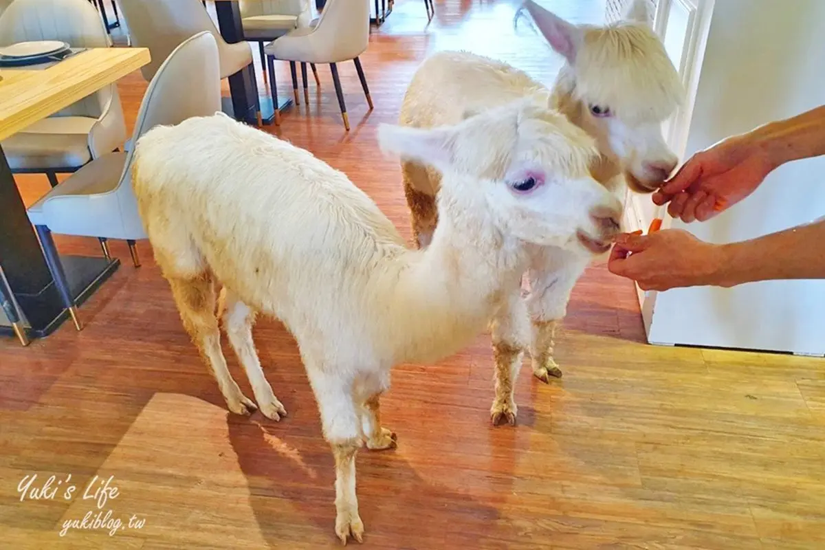 不只貓貓狗狗!北中5家超萌「動物餐廳」:罕見大嘴鳥、狐獴、草泥馬統統有 不只貓貓狗狗!北中5家超萌「動物餐廳」:罕見大嘴鳥、狐獴、草泥馬統統有