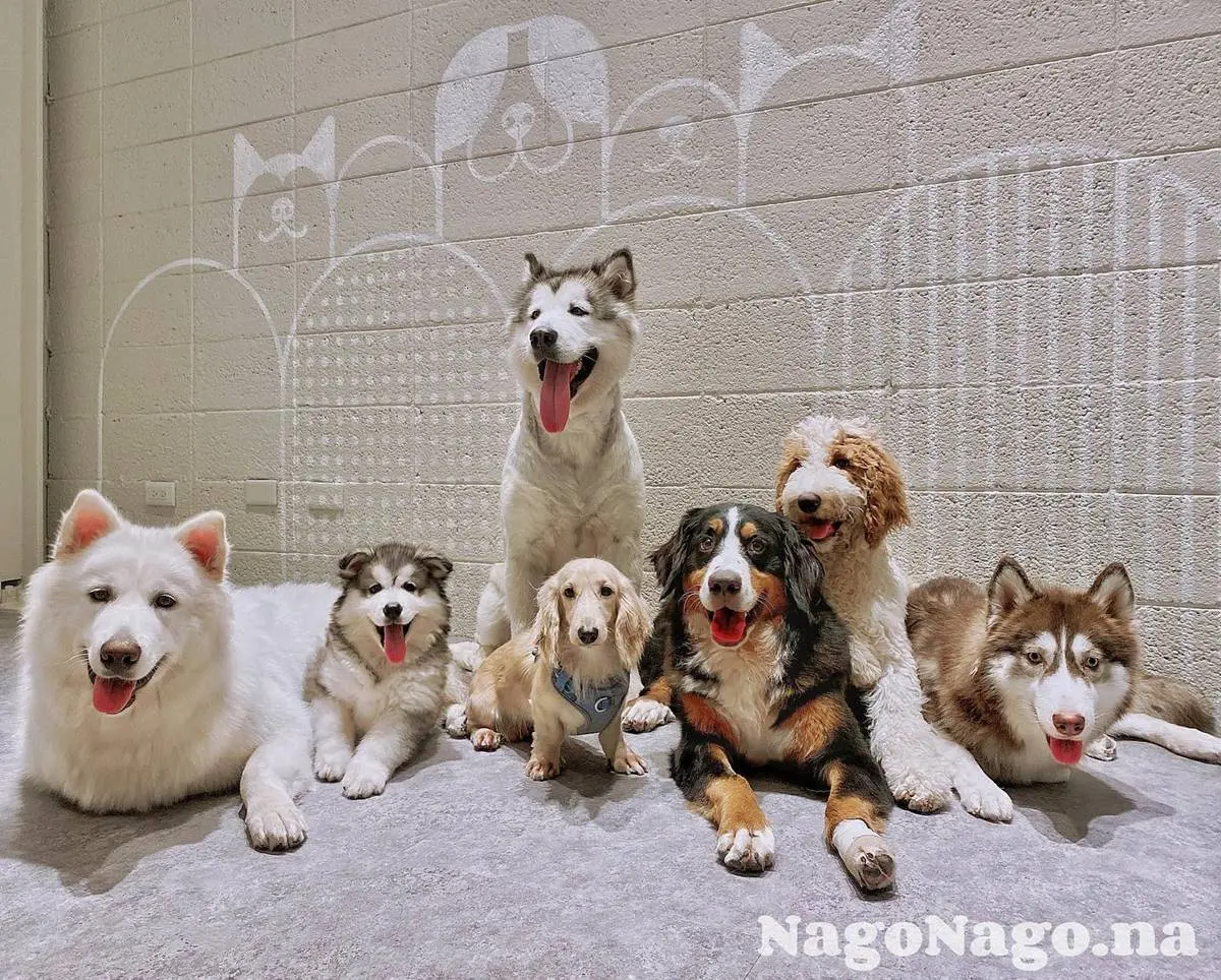 不只貓貓狗狗!北中5家超萌「動物餐廳」:罕見大嘴鳥、狐獴、草泥馬統統有 不只貓貓狗狗!北中5家超萌「動物餐廳」:罕見大嘴鳥、狐獴、草泥馬統統有