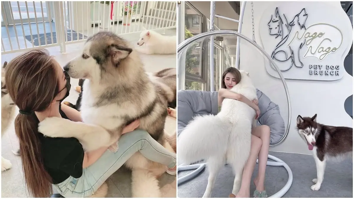不只貓貓狗狗!北中5家超萌「動物餐廳」:罕見大嘴鳥、狐獴、草泥馬統統有 不只貓貓狗狗!北中5家超萌「動物餐廳」:罕見大嘴鳥、狐獴、草泥馬統統有