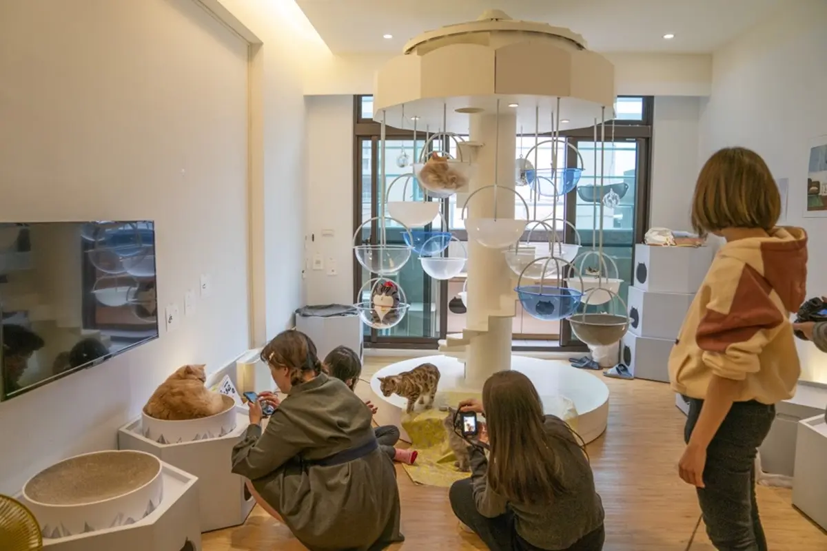 不只貓貓狗狗!北中5家超萌「動物餐廳」:罕見大嘴鳥、狐獴、草泥馬統統有 不只貓貓狗狗!北中5家超萌「動物餐廳」:罕見大嘴鳥、狐獴、草泥馬統統有