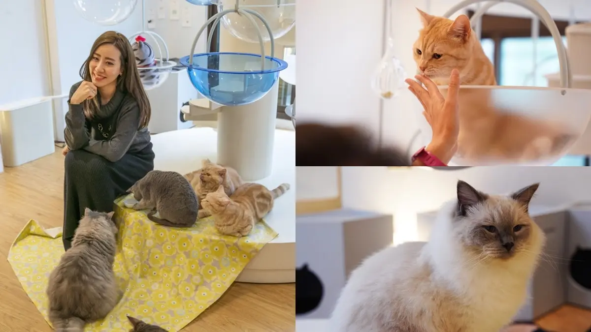 不只貓貓狗狗!北中5家超萌「動物餐廳」:罕見大嘴鳥、狐獴、草泥馬統統有 不只貓貓狗狗!北中5家超萌「動物餐廳」:罕見大嘴鳥、狐獴、草泥馬統統有