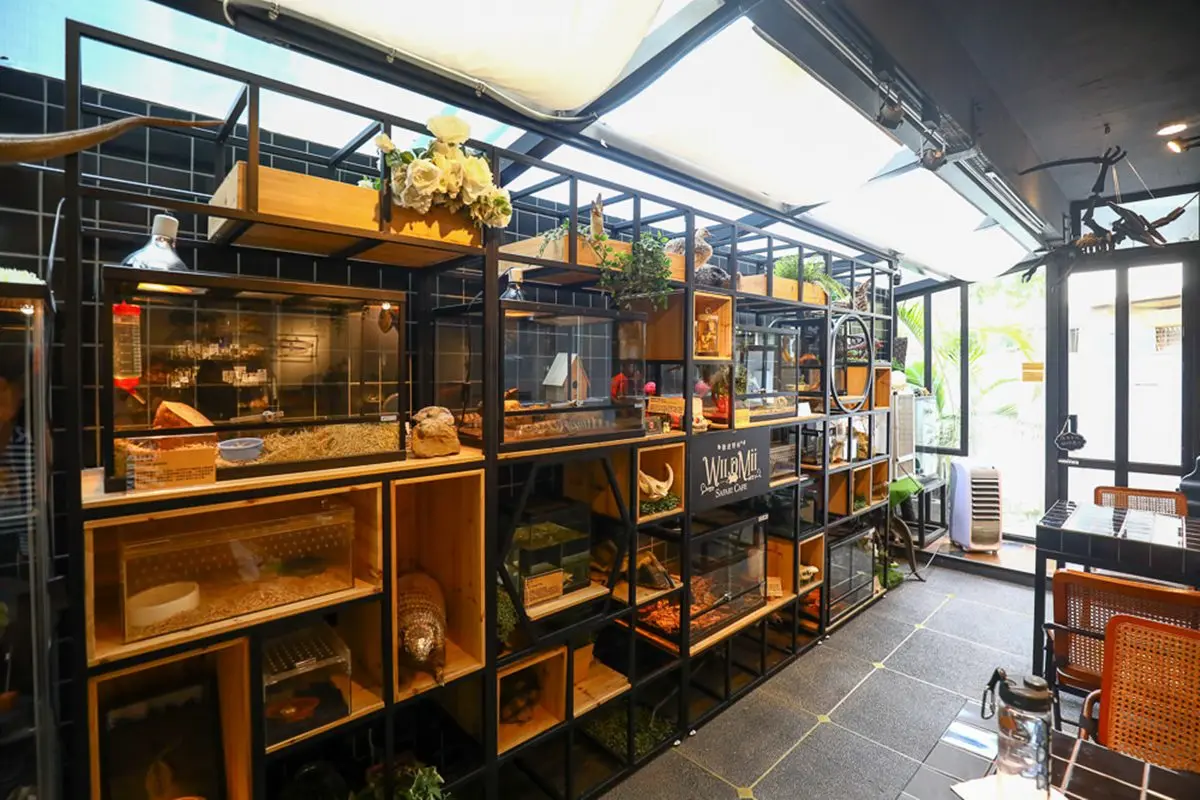 不只貓貓狗狗!北中5家超萌「動物餐廳」:罕見大嘴鳥、狐獴、草泥馬統統有 不只貓貓狗狗!北中5家超萌「動物餐廳」:罕見大嘴鳥、狐獴、草泥馬統統有