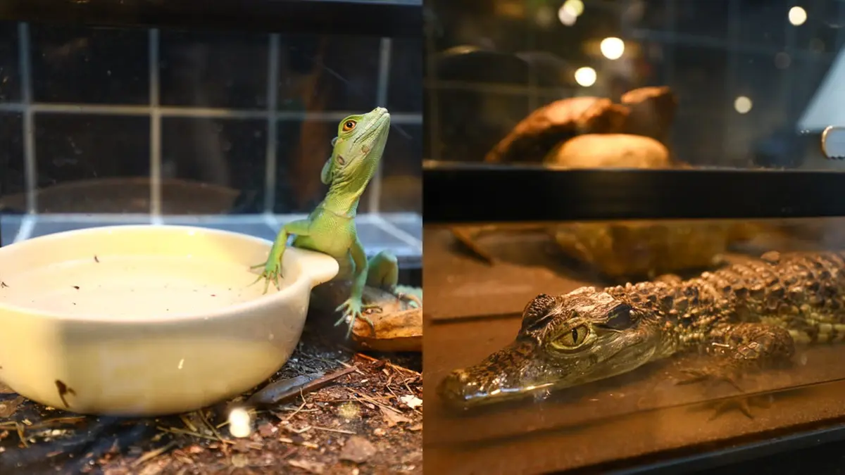 不只貓貓狗狗!北中5家超萌「動物餐廳」:罕見大嘴鳥、狐獴、草泥馬統統有 不只貓貓狗狗!北中5家超萌「動物餐廳」:罕見大嘴鳥、狐獴、草泥馬統統有