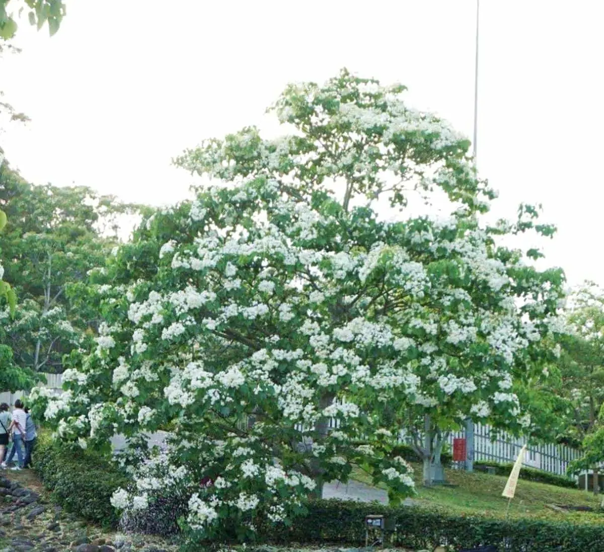 4月雪來了！苗栗７米高「桐花王」花瀑垂地，還可順遊日式街道、百年土地公