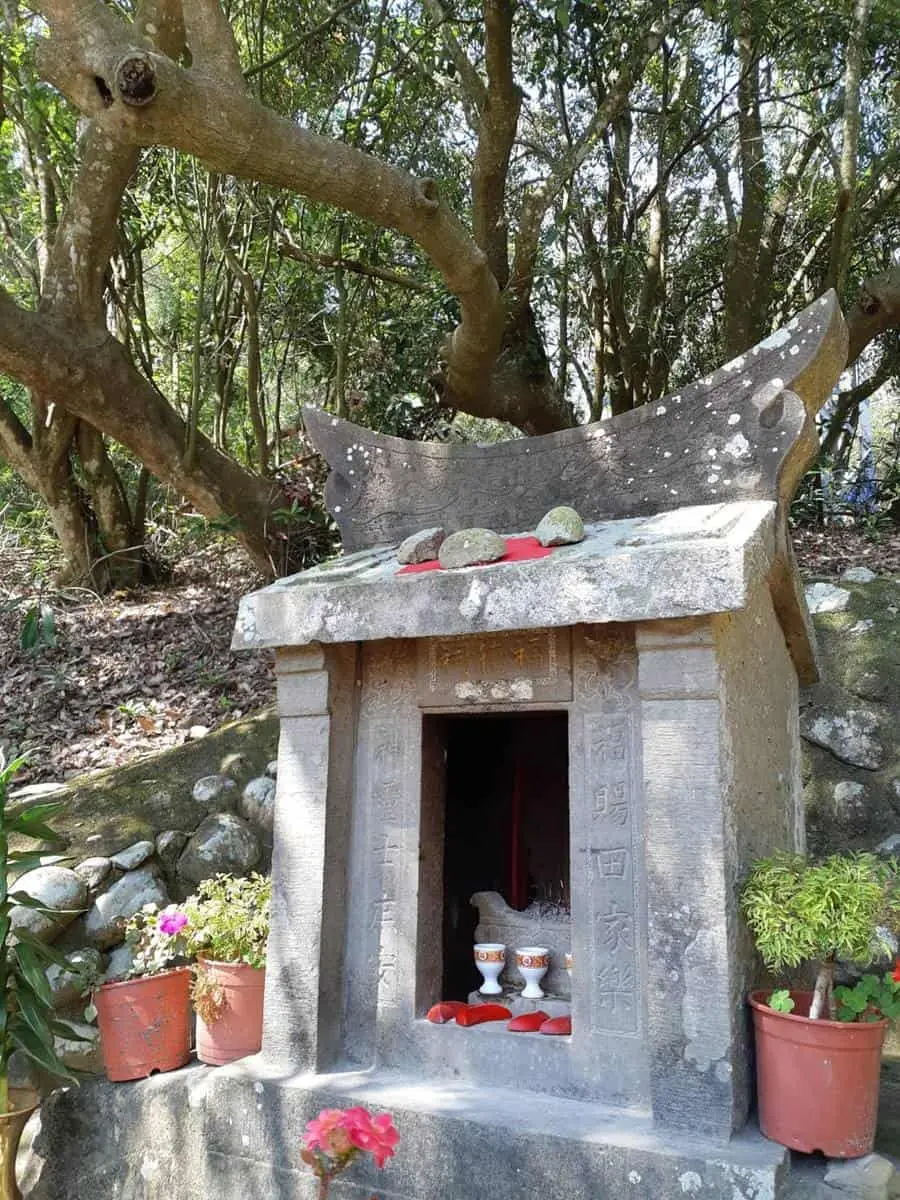 4月雪來了！苗栗７米高「桐花王」花瀑垂地，還可順遊日式街道、百年土地公
