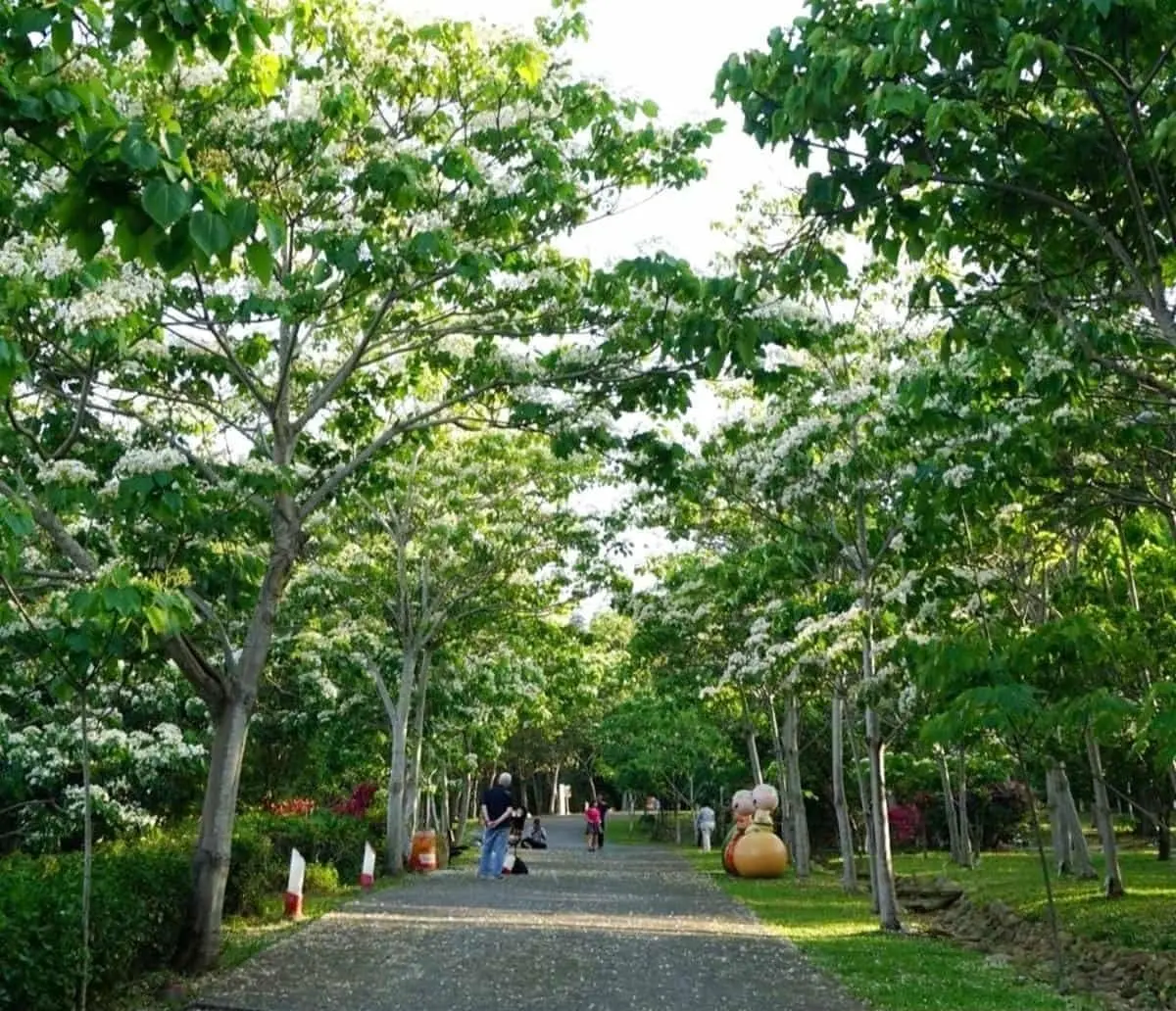 4月雪來了！苗栗７米高「桐花王」花瀑垂地，還可順遊日式街道、百年土地公