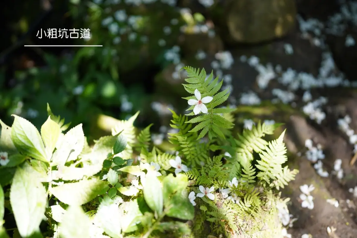 １張圖曝５條雪白祕境！「桃園客家桐花祭」開跑，再逛迷你市集、聽音樂會