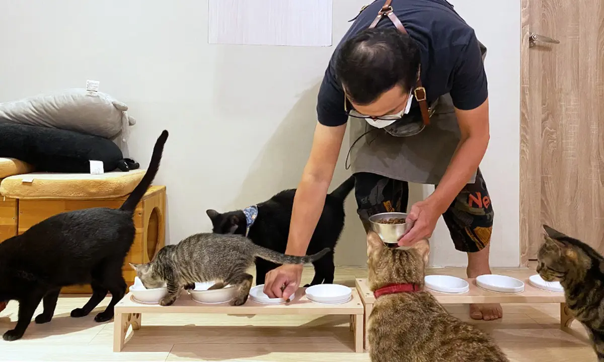 吸貓天堂快朝聖！雙北７間貓咪咖啡廳：50隻喵星人、貓主子餵食秀、餐桌陪吃