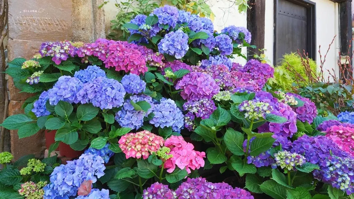 仙氣爆棚！５大繡球花美拍景點：占地8000坪拍到手痠、秒飛日本「花叢神社」