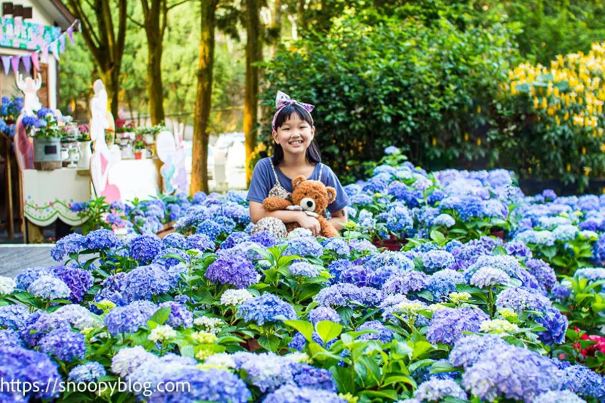 仙氣爆棚！５大繡球花美拍景點：占地8000坪拍到手痠、秒飛日本「花叢神社」