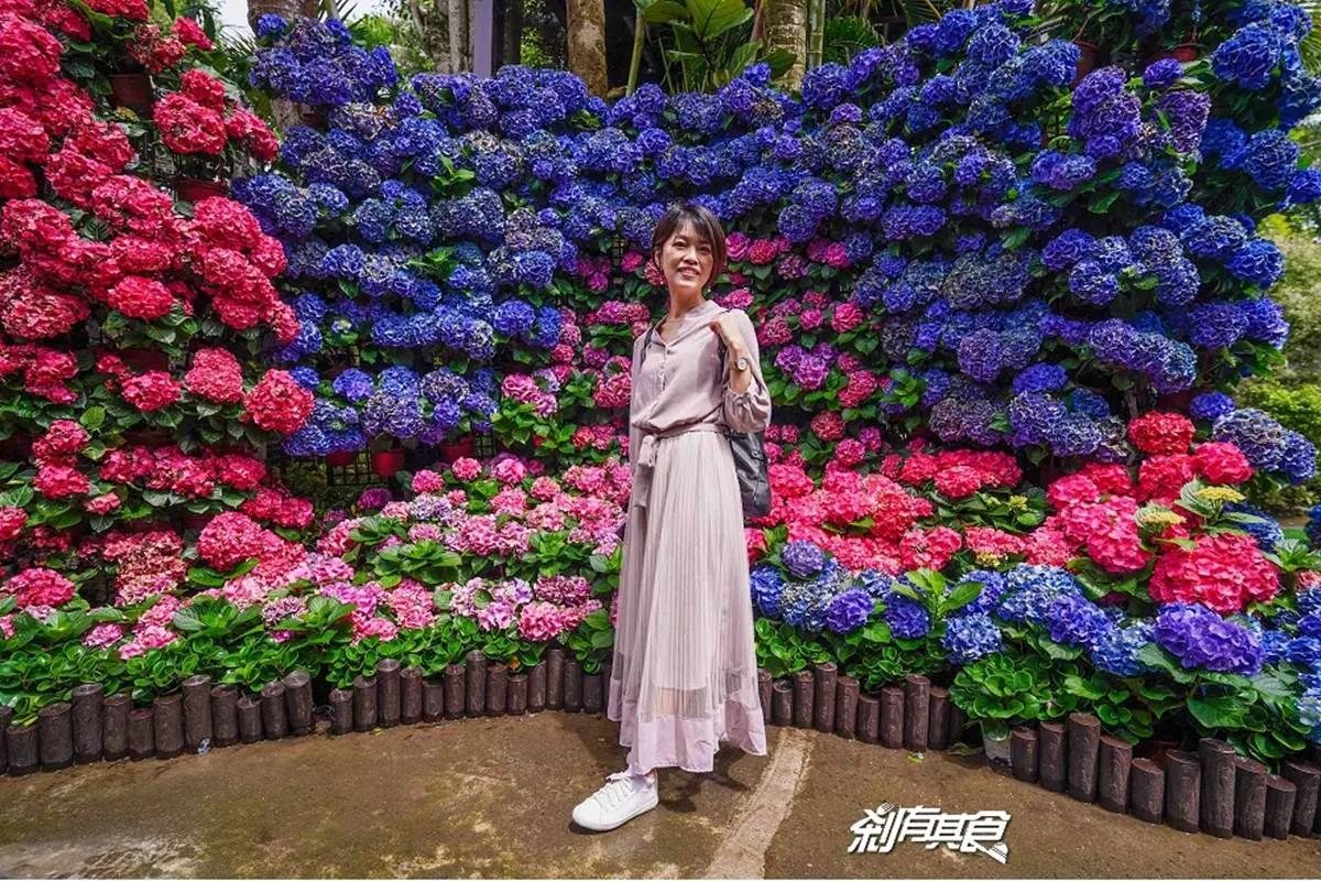 仙氣爆棚！５大繡球花美拍景點：占地8000坪拍到手痠、秒飛日本「花叢神社」
