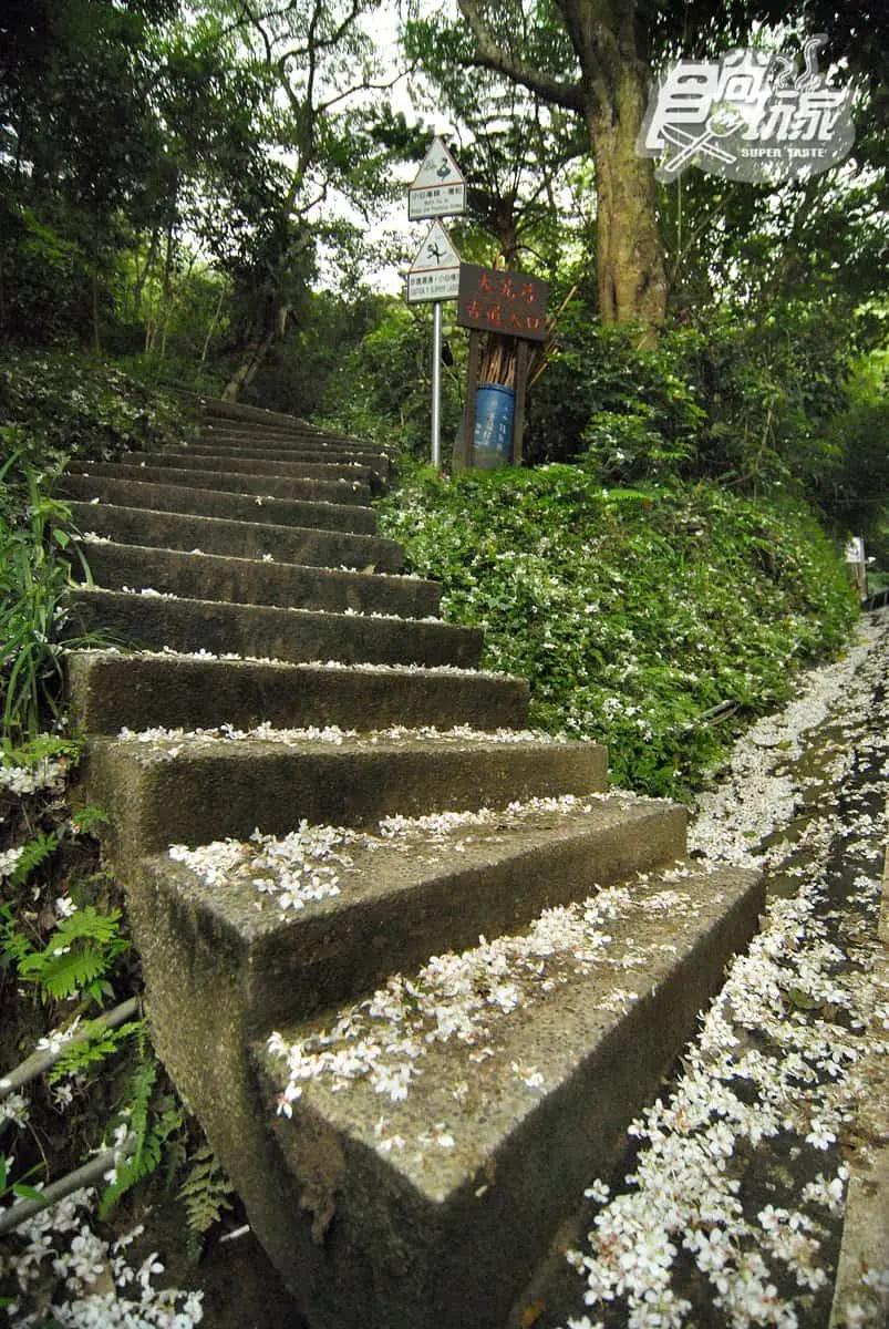 ５月雪美到炸！桃竹苗５大賞桐步道＋鄰近最推旅宿，還能順遊老街、吃美食
