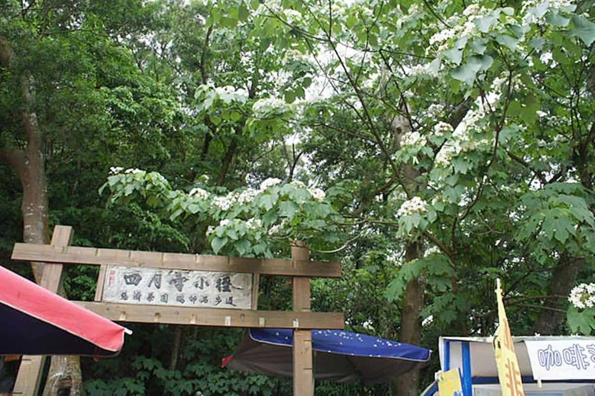 ５月雪美到炸！桃竹苗５大賞桐步道＋鄰近最推旅宿，還能順遊老街、吃美食