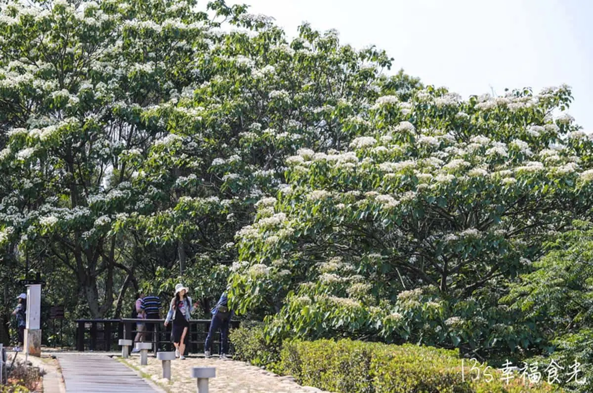 ５月雪美到炸！桃竹苗５大賞桐步道＋鄰近最推旅宿，還能順遊老街、吃美食