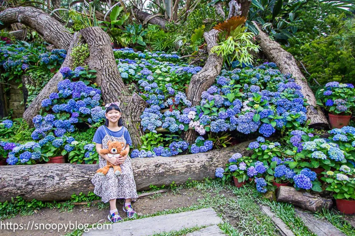 上千株繡球花海綻放中！新竹「花園祕境」好拍到手軟，打卡童話風橡果小屋