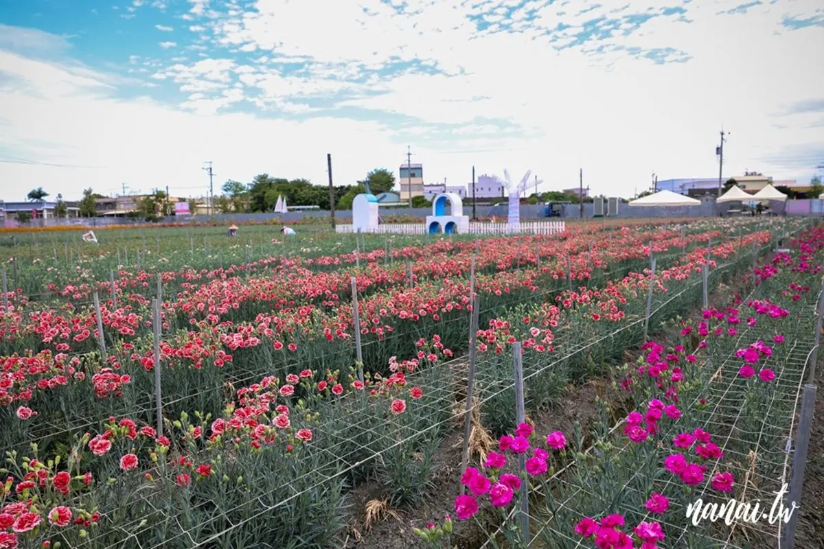 錯過等明年!占地1公頃「康乃馨漸層花田」在這,加碼地中海造景好拍到手痠 錯過等明年!占地1公頃「康乃馨漸層花田」在這,加碼地中海造景好拍到手痠