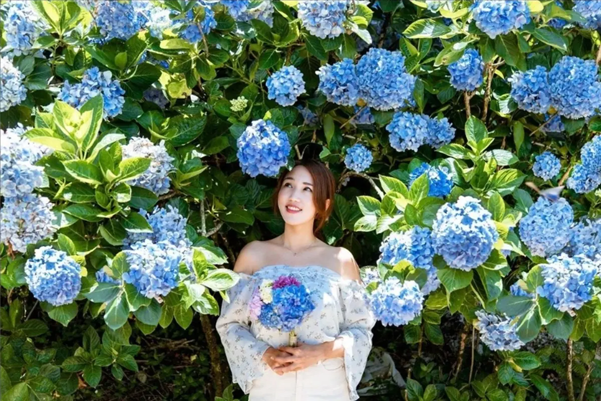 花粉們打卡！全台３大絕美繡球花熱點：坐旋轉木馬賞花、美拍360度夢幻花牆