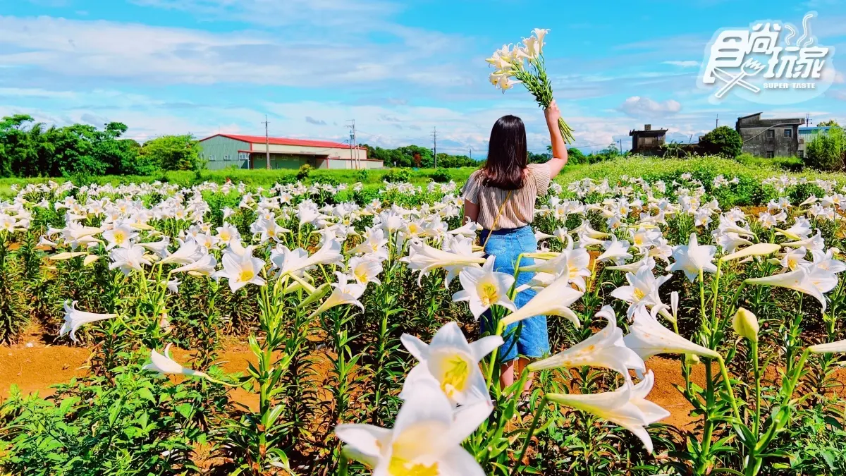 搶拍4000株「鐵砲百合花」！桃園「花海祕境」期間限定，再打卡絕美白千層林道