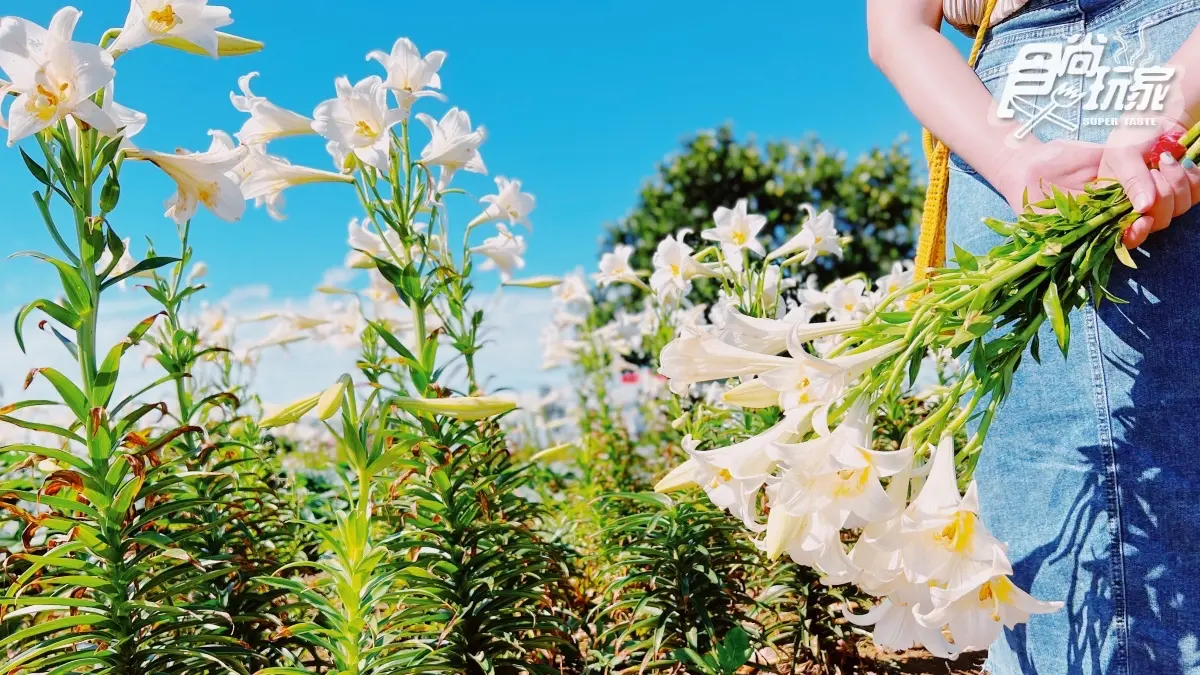 搶拍4000株「鐵砲百合花」！桃園「花海祕境」期間限定，再打卡絕美白千層林道