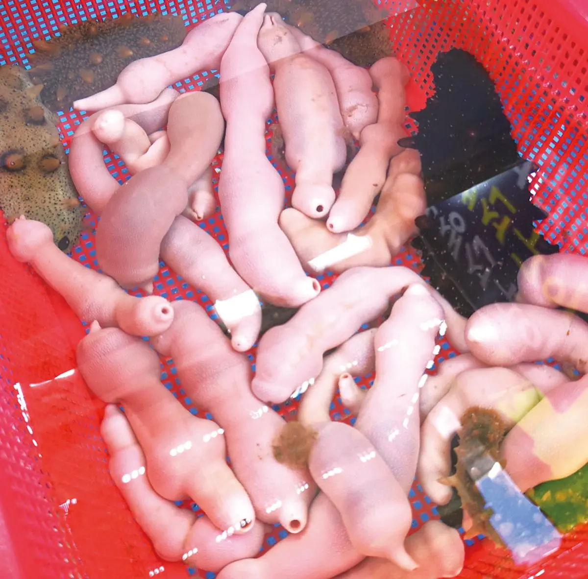 你敢吃嗎？韓國５道「暗黑海鮮」：生吞章魚、「廁所味」生魚片、超害羞海腸