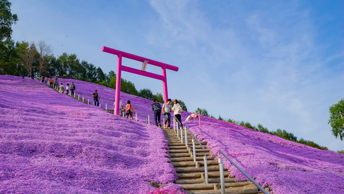 衝日本花日幣了！虎航９月開航北海道新點，最低僅3399元開搶