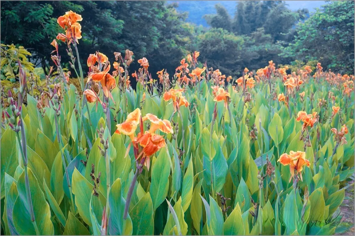 IG暴紅!曾文水庫「夢幻粉萼花海」大爆發,加碼「360度觀景台」遠眺絕美湖景 IG暴紅!曾文水庫「夢幻粉萼花海」大爆發,加碼「360度觀景台」遠眺絕美湖景