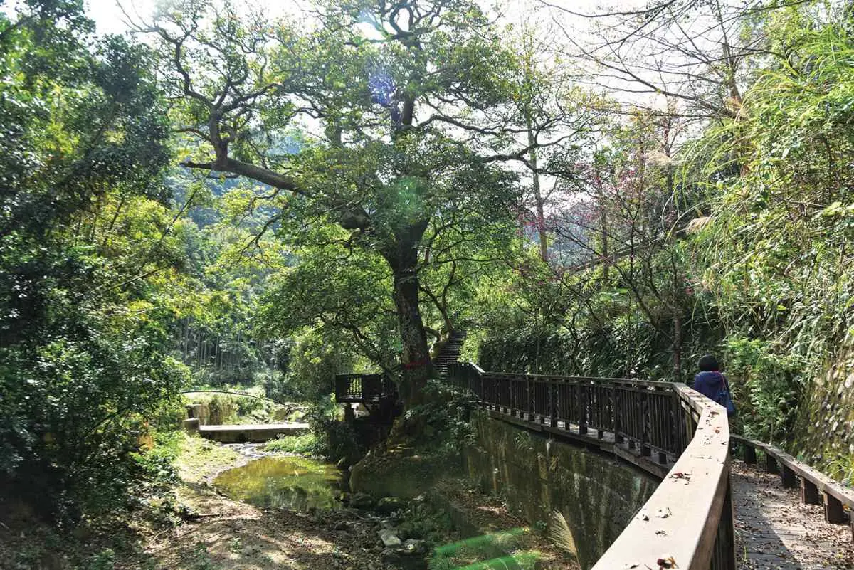 不只六福村！新竹關西１日遊５亮點：四寮溪生態步道、偽日本宿舍、日式茶廠