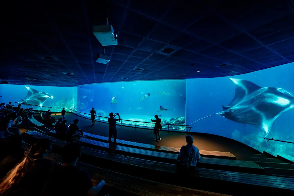暑假衝「屏東海生館」！打卡「超萌魟魚」沉浸式投影，加碼２天１夜親子營