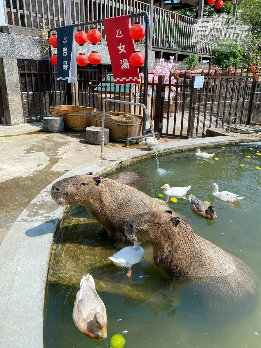 看鴨鴨按摩水豚君!秒飛日本旅宿變身「大正網美」,還有台版奈良拿免費好康 看鴨鴨按摩水豚君!秒飛日本旅宿變身「大正網美」,還有台版奈良拿免費好康