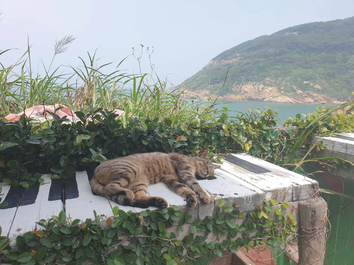馬祖不只藍眼淚!2天1夜玩3島:住蒙古包、梅花鹿天堂、打卡台版聖托里尼 馬祖不只藍眼淚!2天1夜玩3島:住蒙古包、梅花鹿天堂、打卡台版聖托里尼