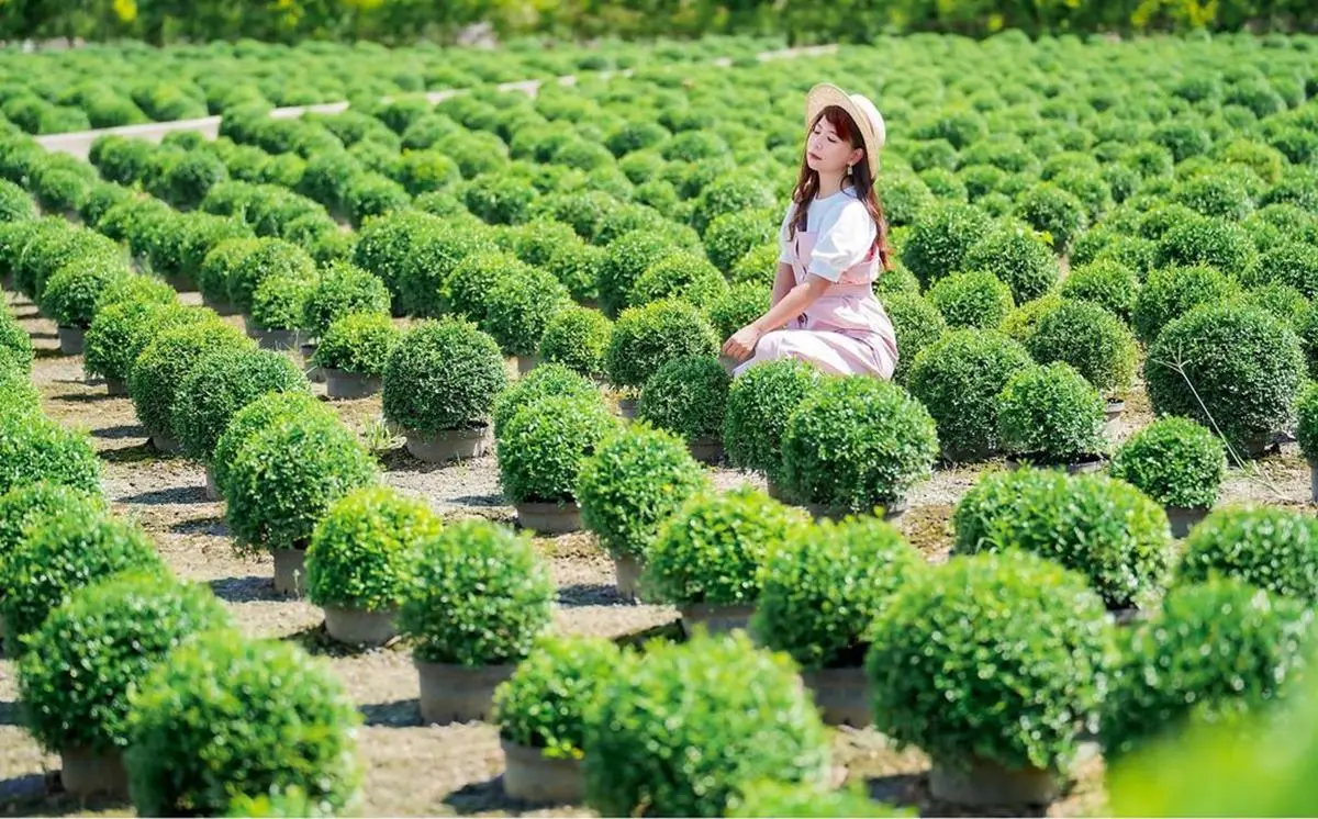 50元刷爆IG美照！「台版波波草」睽違２年再開放，如掉進「抹茶冰淇淋球堆」