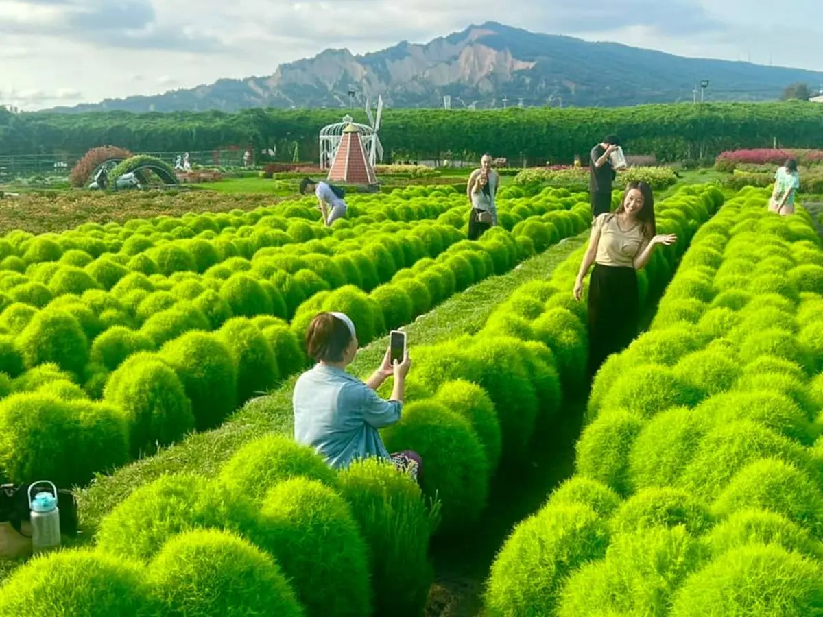 台中也有波波草！中社花市「抹茶丸子花海」洗版IG，台中人參觀享半價快衝