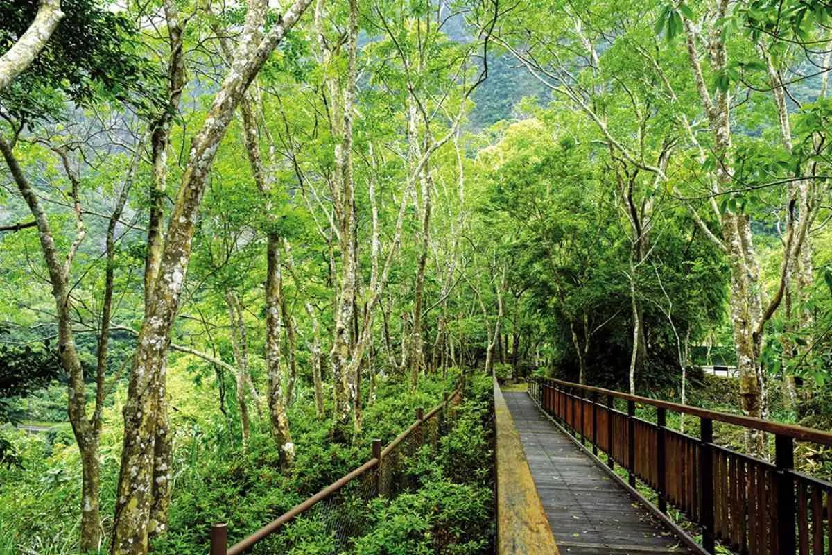 芬多精吸滿!全台5處避暑森林系景點:龍貓隧道、夢幻藍湖水、小太魯閣祕境 芬多精吸滿!全台5處避暑森林系景點:龍貓隧道、夢幻藍湖水、小太魯閣祕境