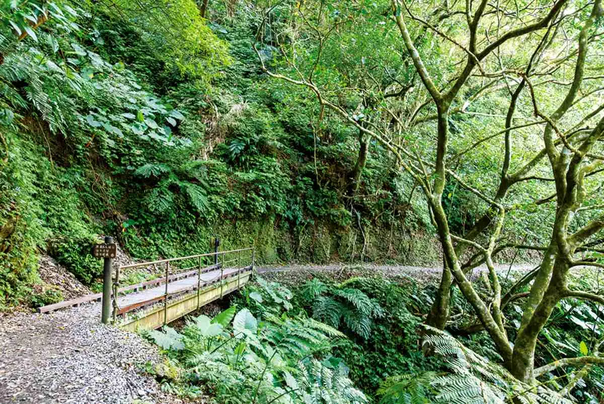 芬多精吸滿!全台5處避暑森林系景點:龍貓隧道、夢幻藍湖水、小太魯閣祕境 芬多精吸滿!全台5處避暑森林系景點:龍貓隧道、夢幻藍湖水、小太魯閣祕境