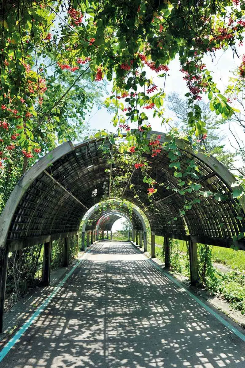 芬多精吸滿!全台5處避暑森林系景點:龍貓隧道、夢幻藍湖水、小太魯閣祕境 芬多精吸滿!全台5處避暑森林系景點:龍貓隧道、夢幻藍湖水、小太魯閣祕境