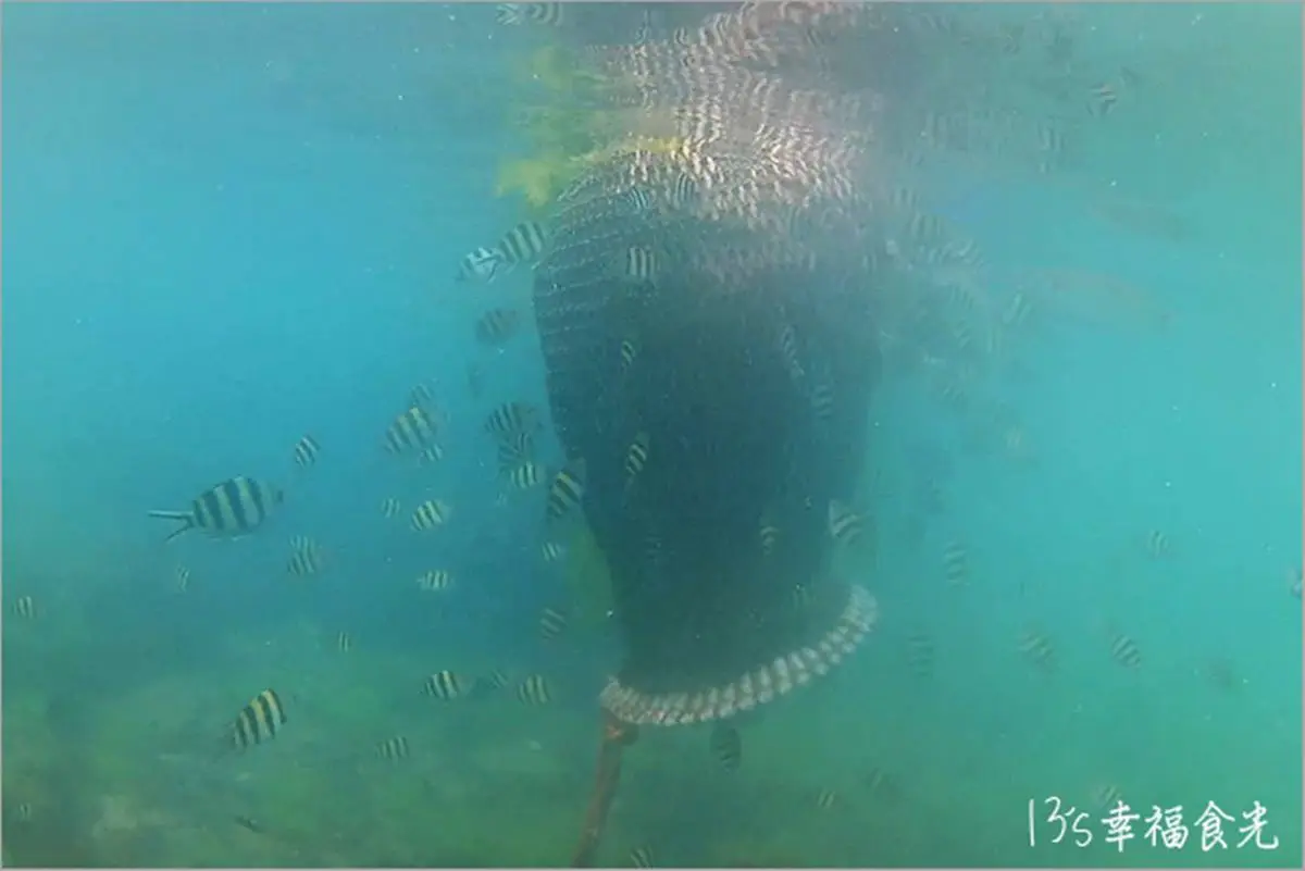 120元玩整天!貢寮「天然游泳池」爽玩浮潛、獨木舟,潮間帶觸摸水草、寄居蟹 120元玩整天!貢寮「天然游泳池」爽玩浮潛、獨木舟,潮間帶觸摸水草、寄居蟹